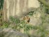 2011040701545131_k-Zoo & Jana 017.jpg
